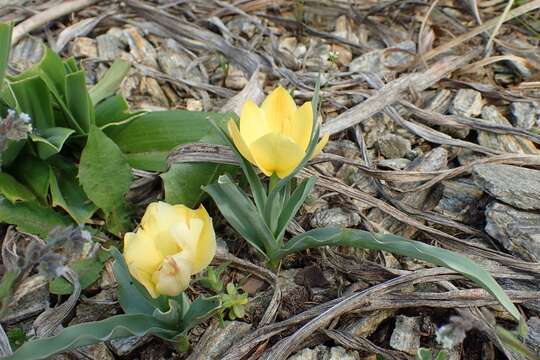 Image of Tulipa linifolia Regel