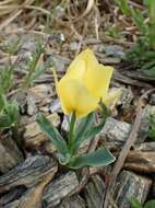 Image of Tulipa linifolia Regel