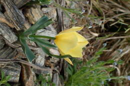 Image of Tulipa linifolia Regel