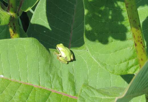 Image of Common tree frog