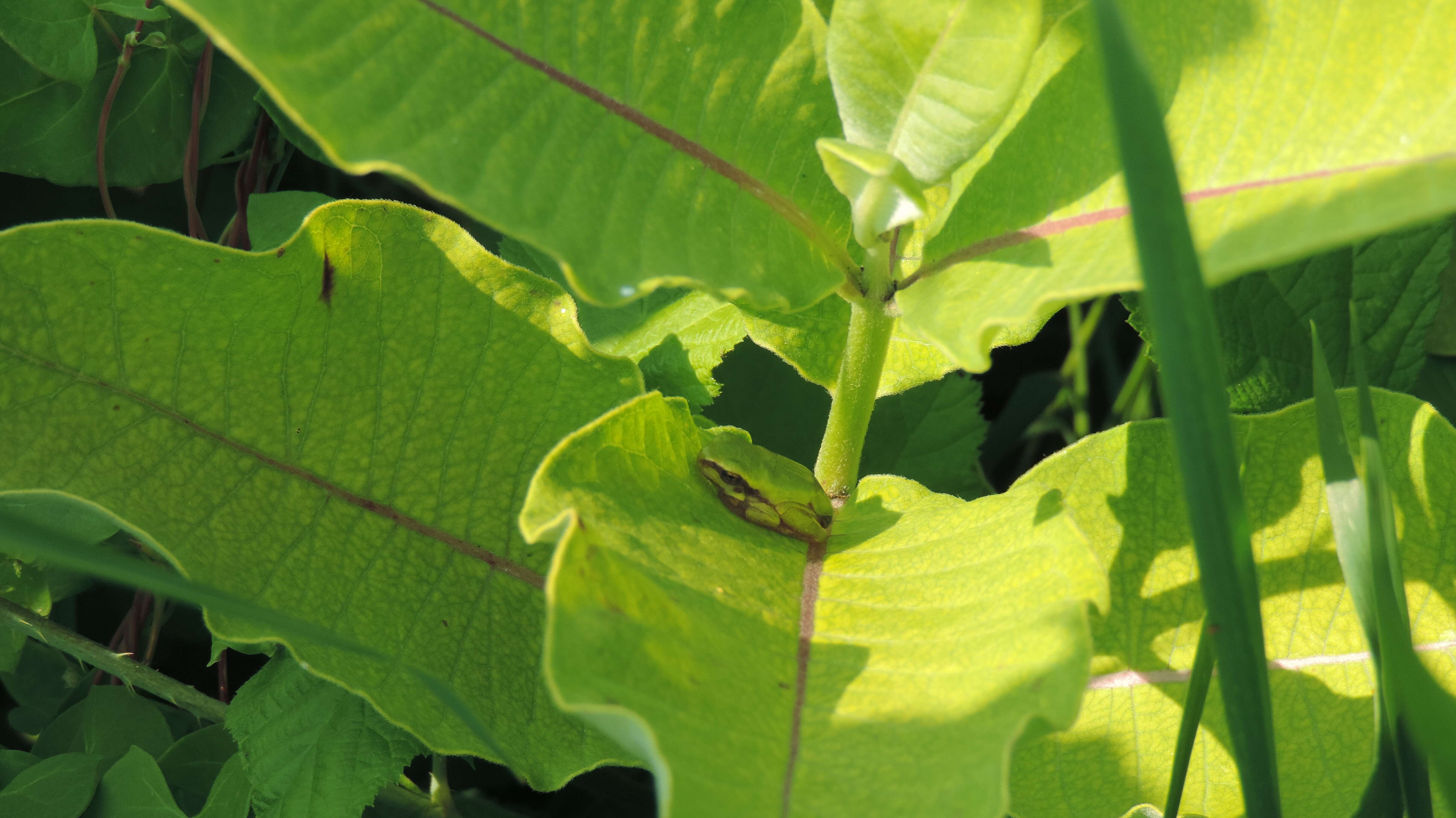 Image of Common tree frog