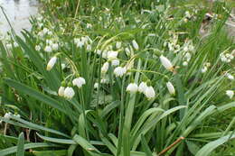 Image of Loddon lily