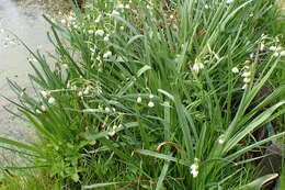 Image of Loddon lily