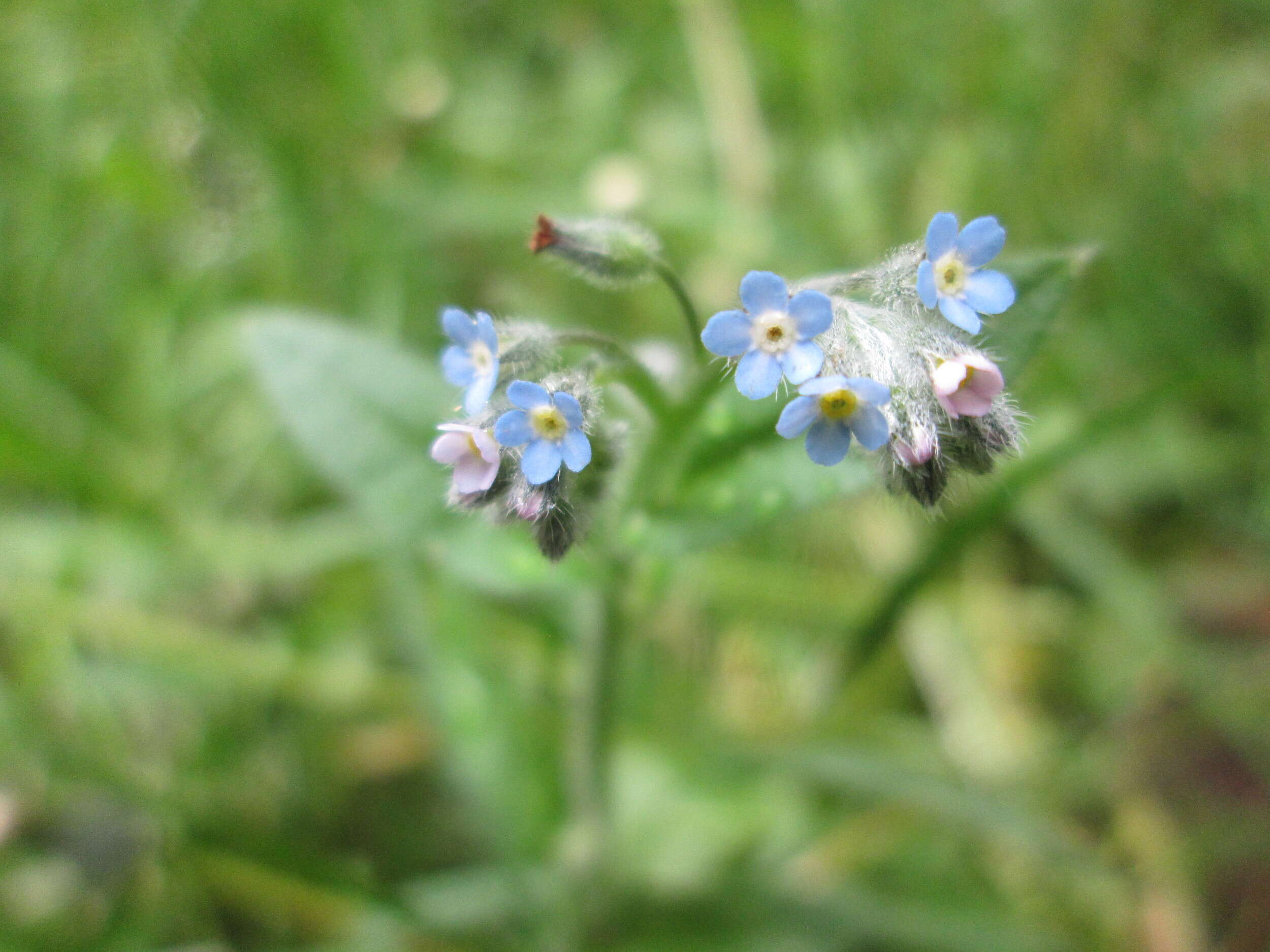 Слика од Myosotis arvensis (L.) Hill