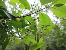 Image of Common spindle tree