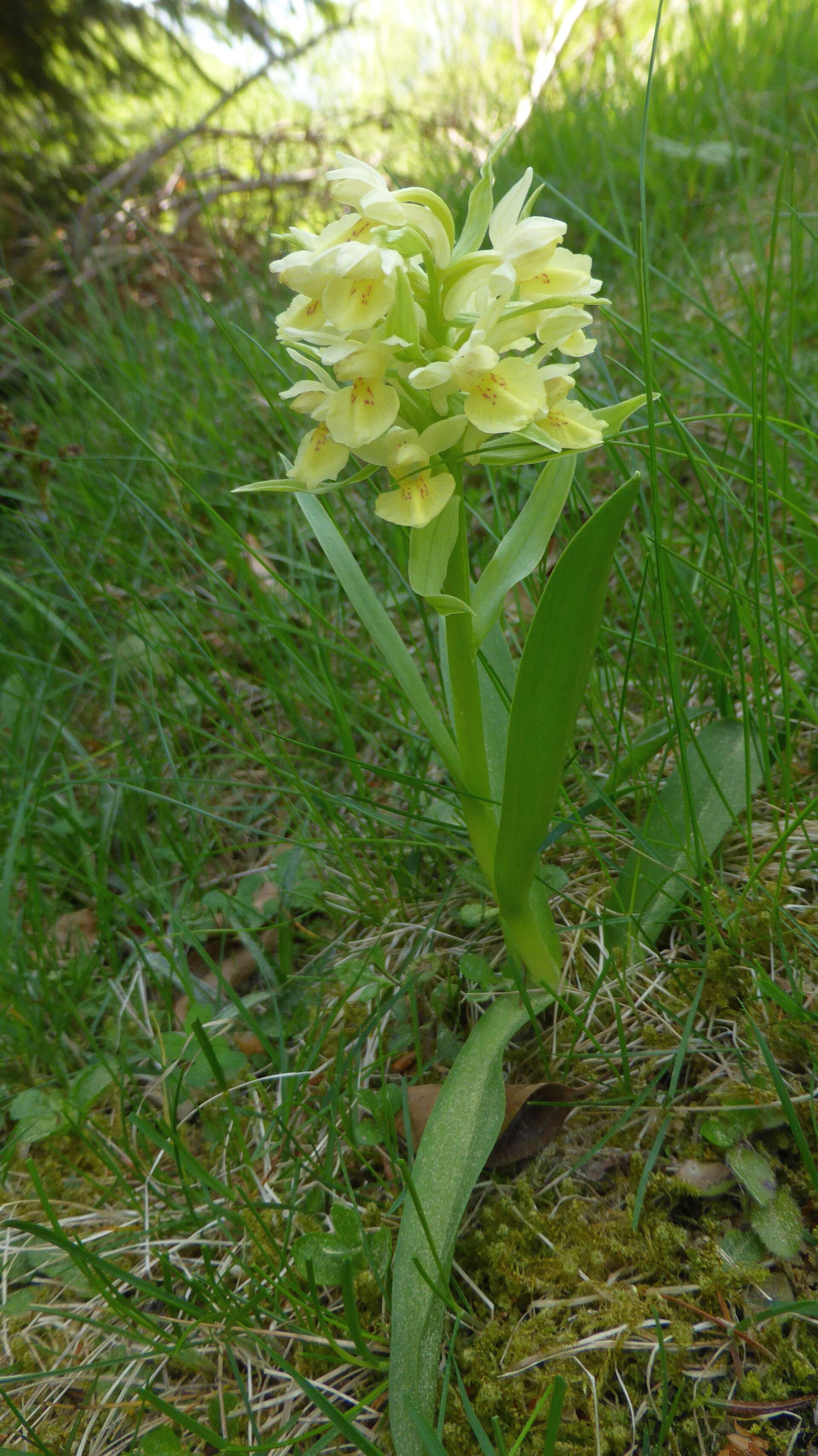 Image of Elder-flowered orchid