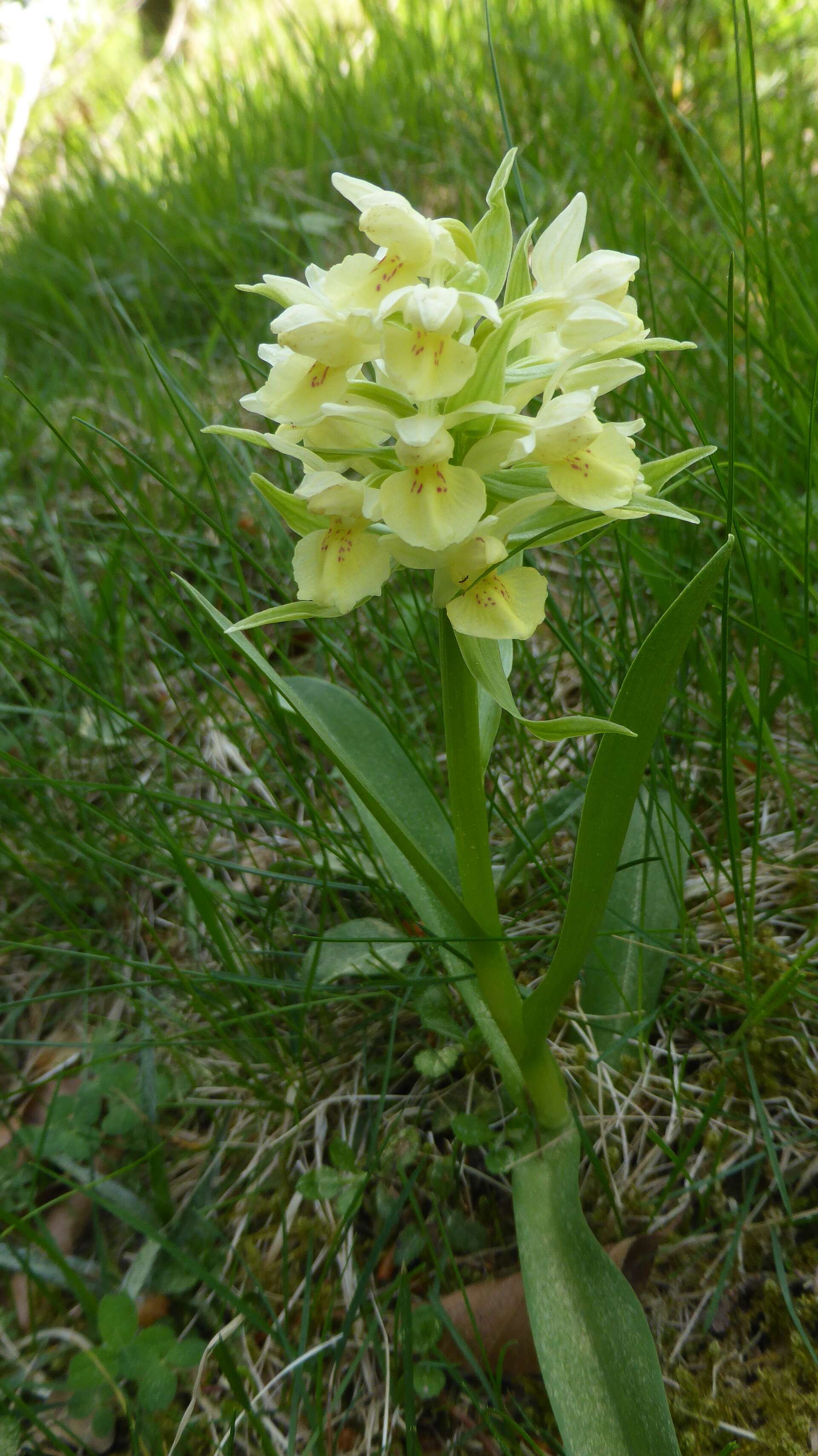 Image of Elder-flowered orchid