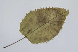 Image of wineberry