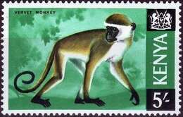 Слика од зелен мајмун