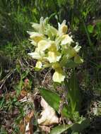 Image of Elder-flowered orchid