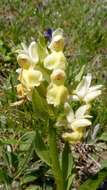 Image of Elder-flowered orchid