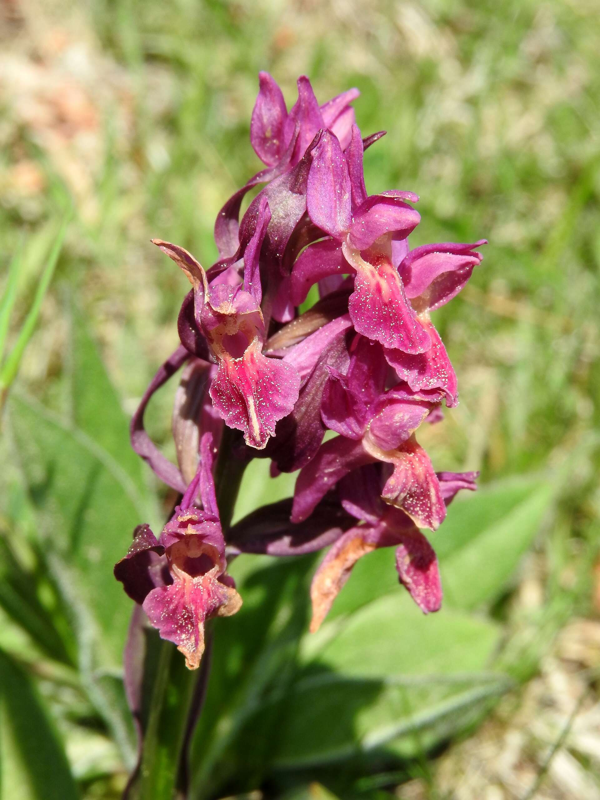 Image of Elder-flowered orchid