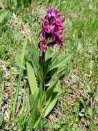 Image of Elder-flowered orchid