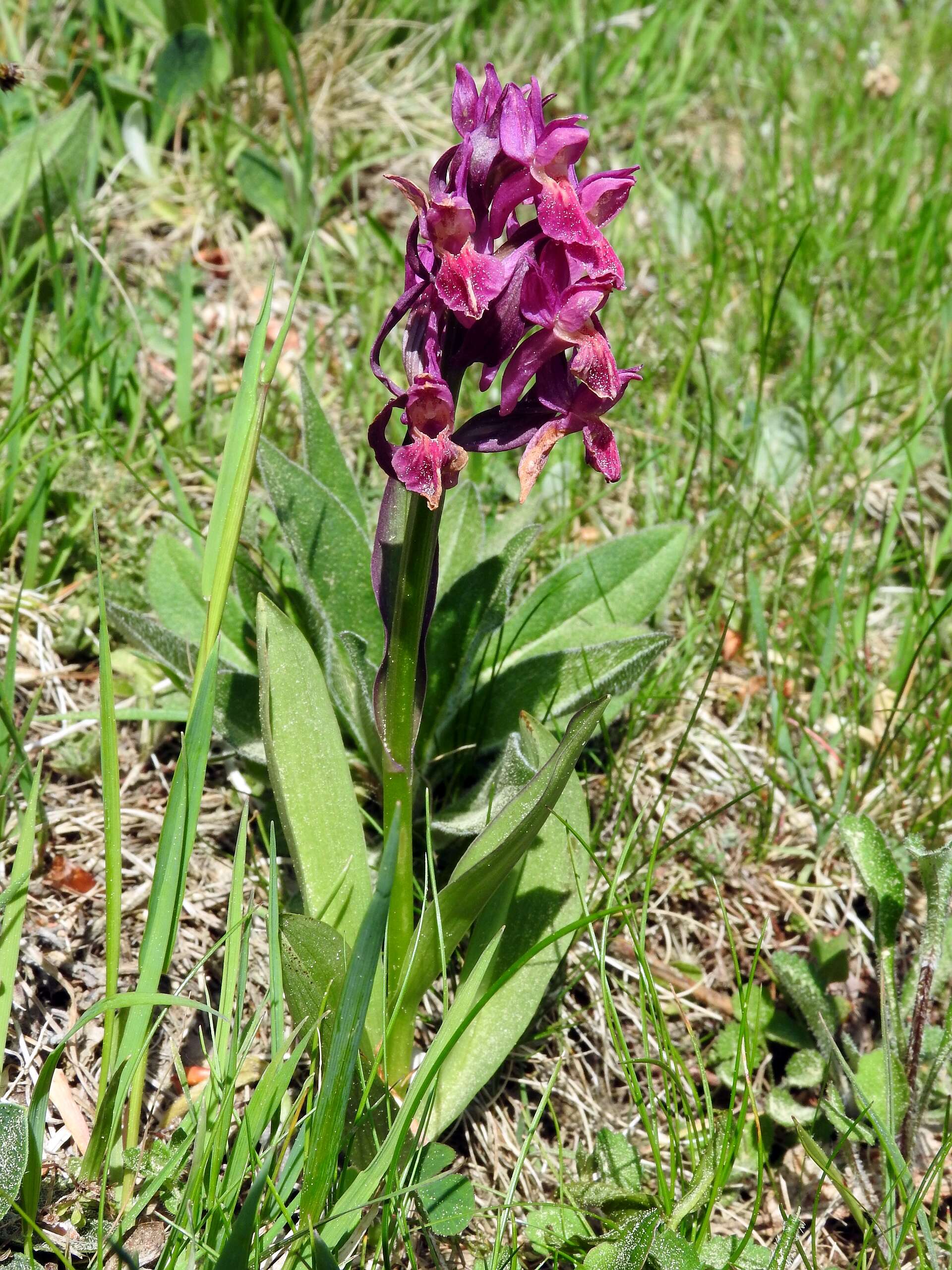 Image of Elder-flowered orchid