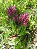 Image of Elder-flowered orchid