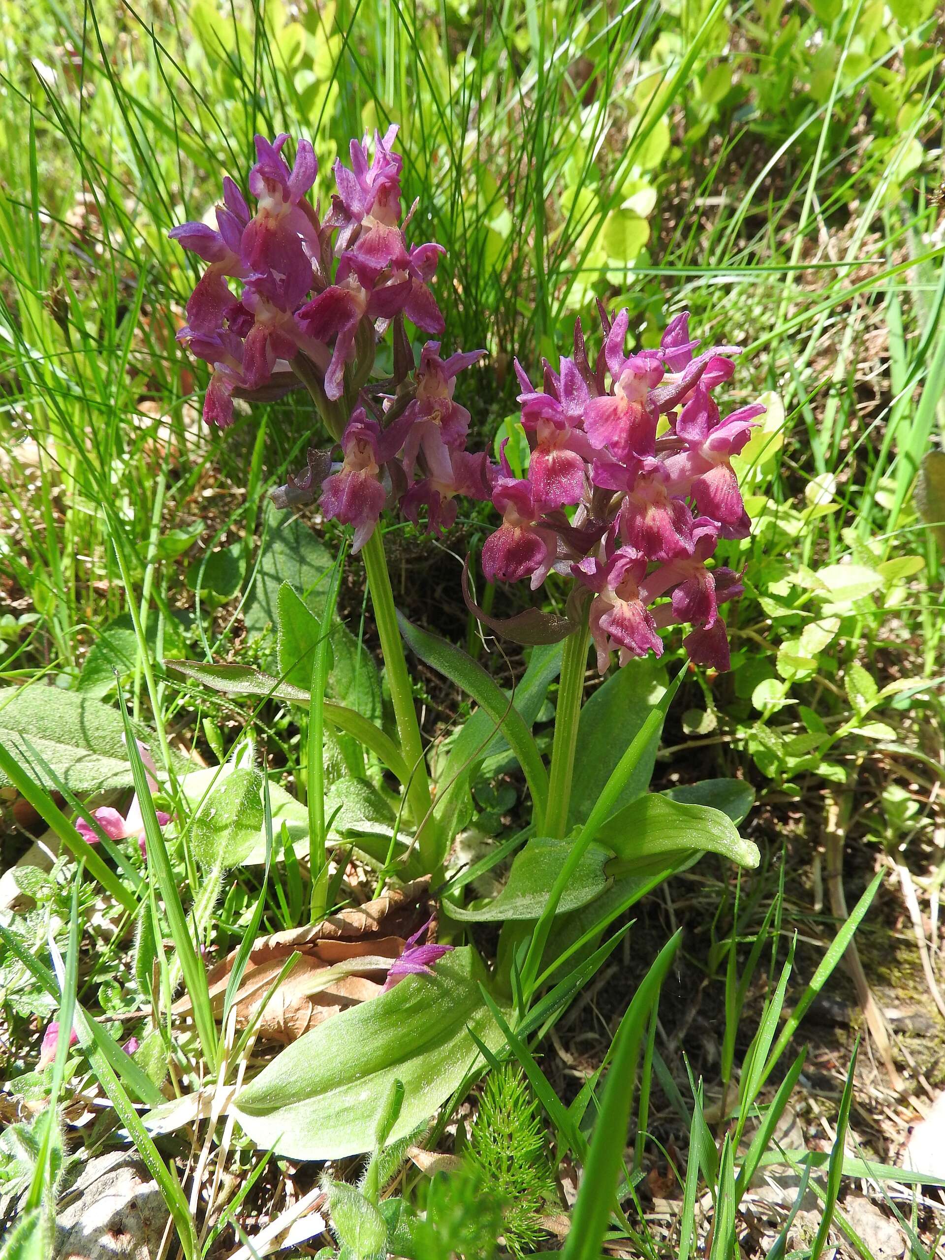 Image of Elder-flowered orchid