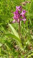 Image of Elder-flowered orchid