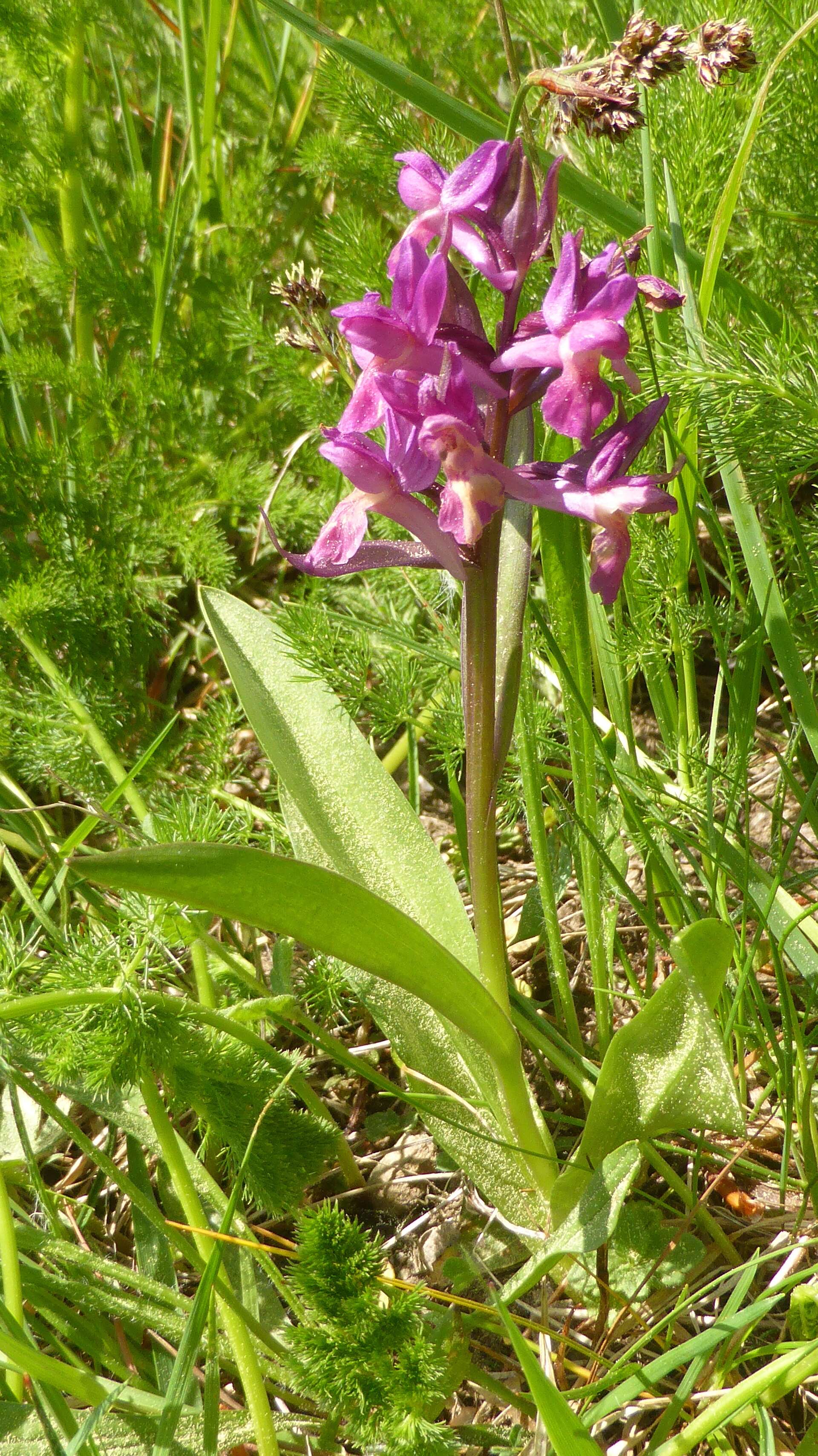 Image of Elder-flowered orchid