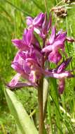 Image of Elder-flowered orchid