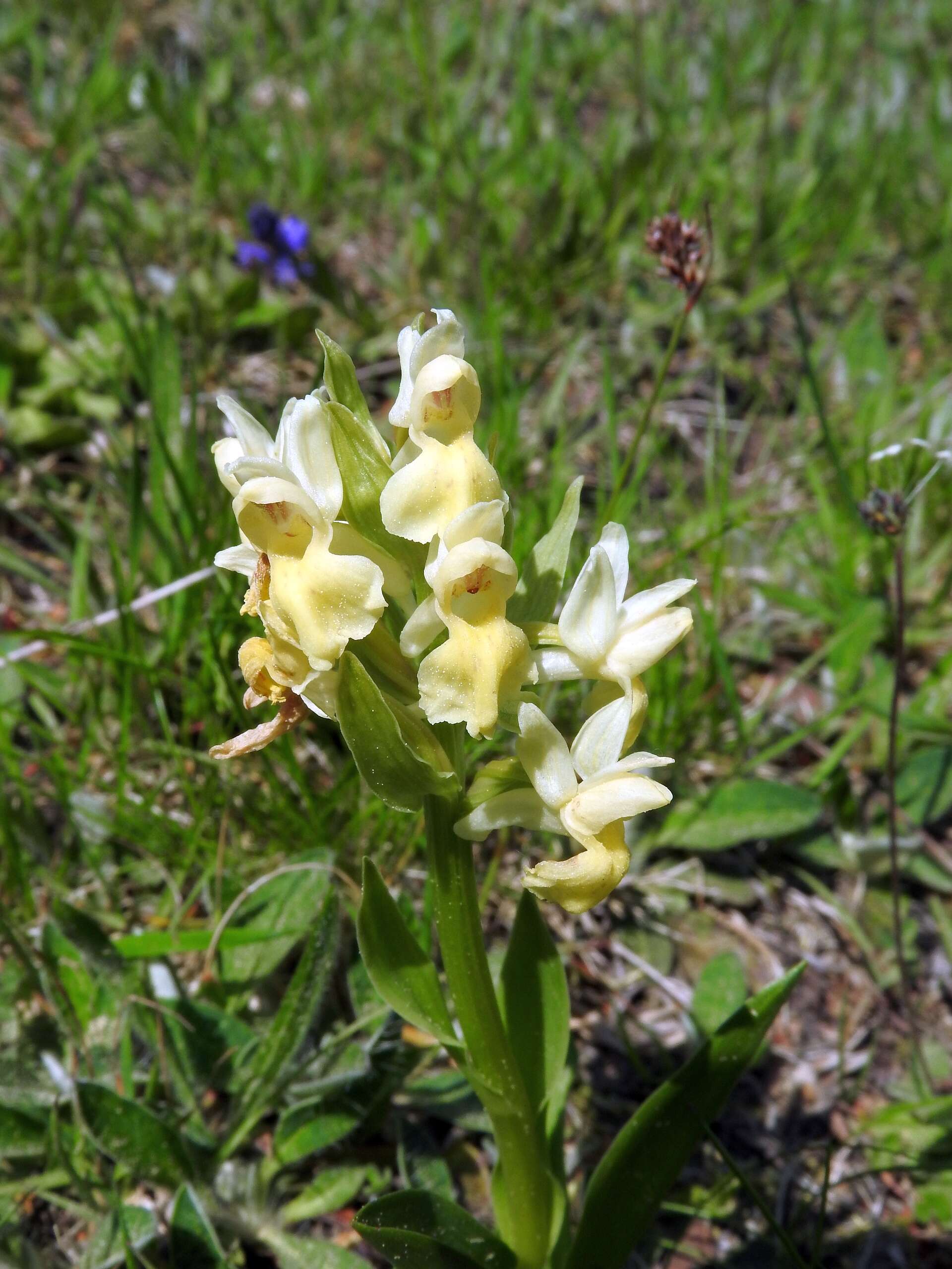 Image of Elder-flowered orchid