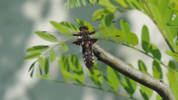 Image of Broad-bodied chaser