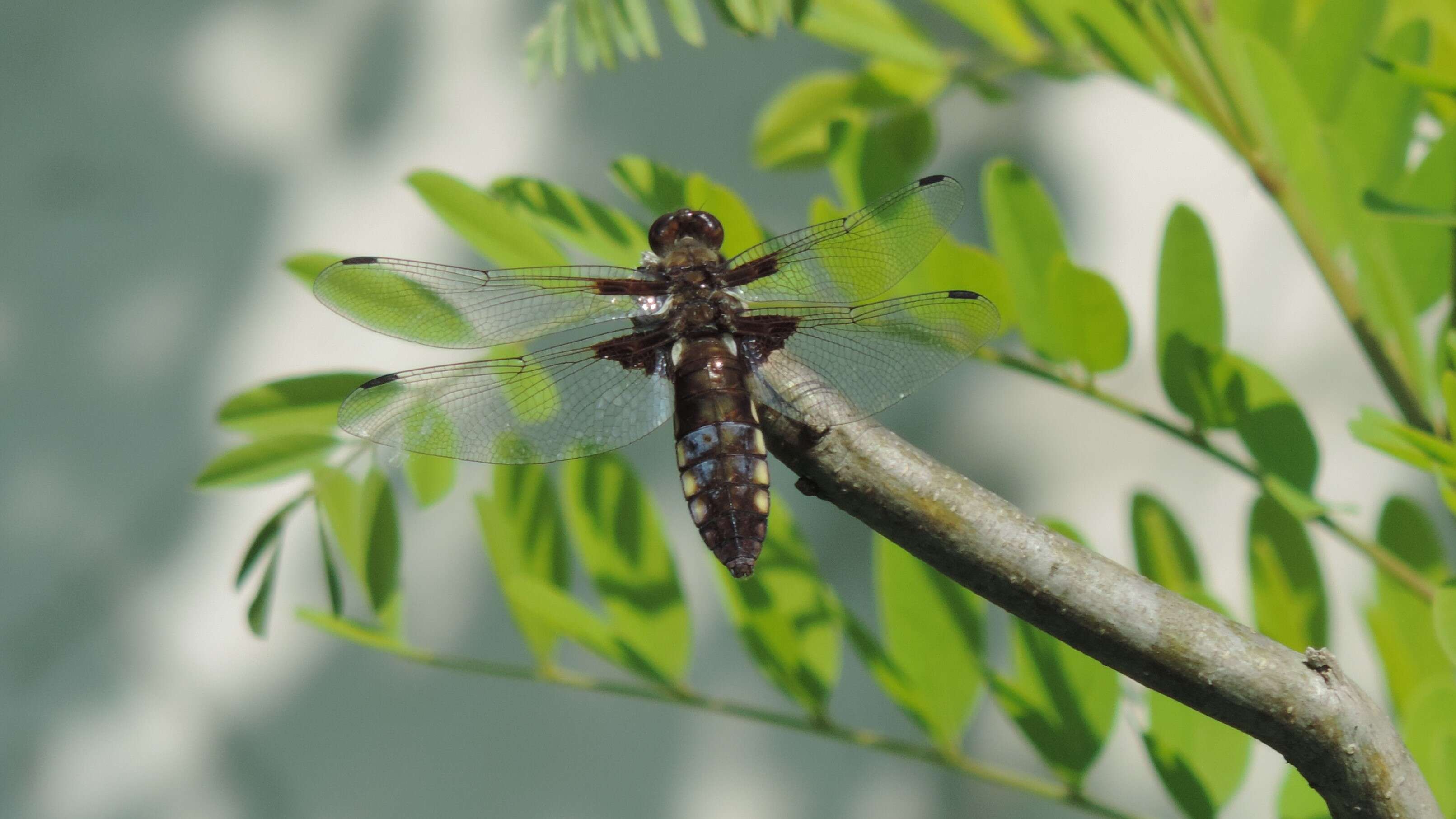 Image of Broad-bodied chaser