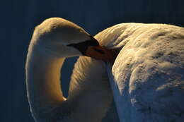 Image of Mute Swan