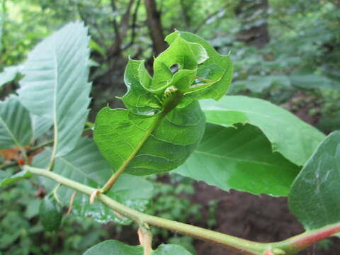 Image of Asian chestnut gall wasp