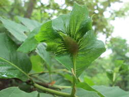 Image of Asian chestnut gall wasp