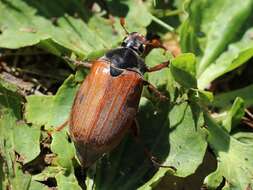 Image of Common cockchafer