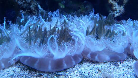 Image of Upside-down jellyfish