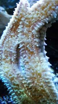 Image of Common sea star