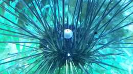 Image of spiny urchin