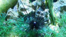 Image of spiny urchin