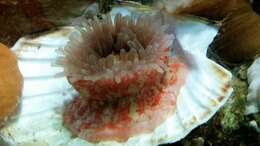 Image of Northern red anemone