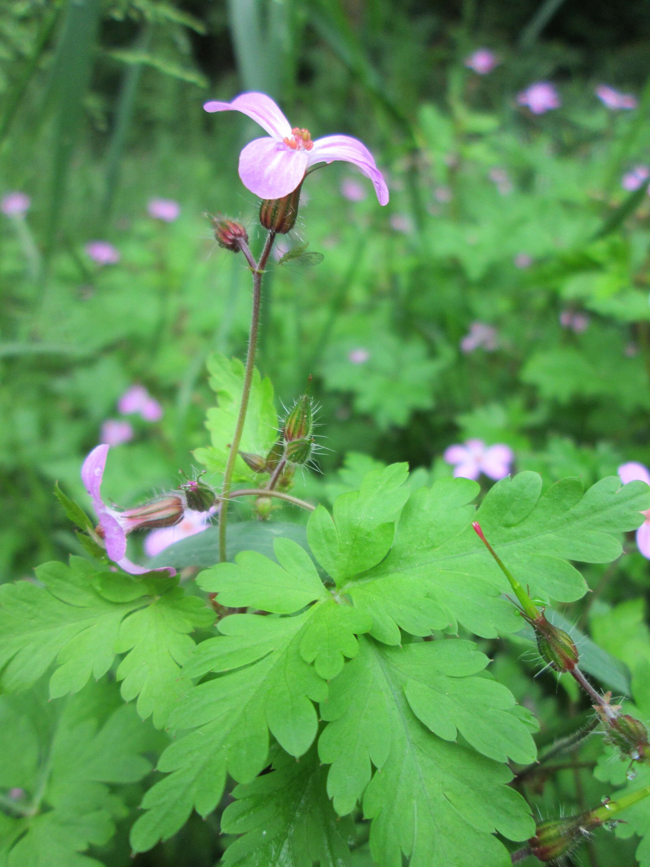 Imagem de Geranium robertianum L.