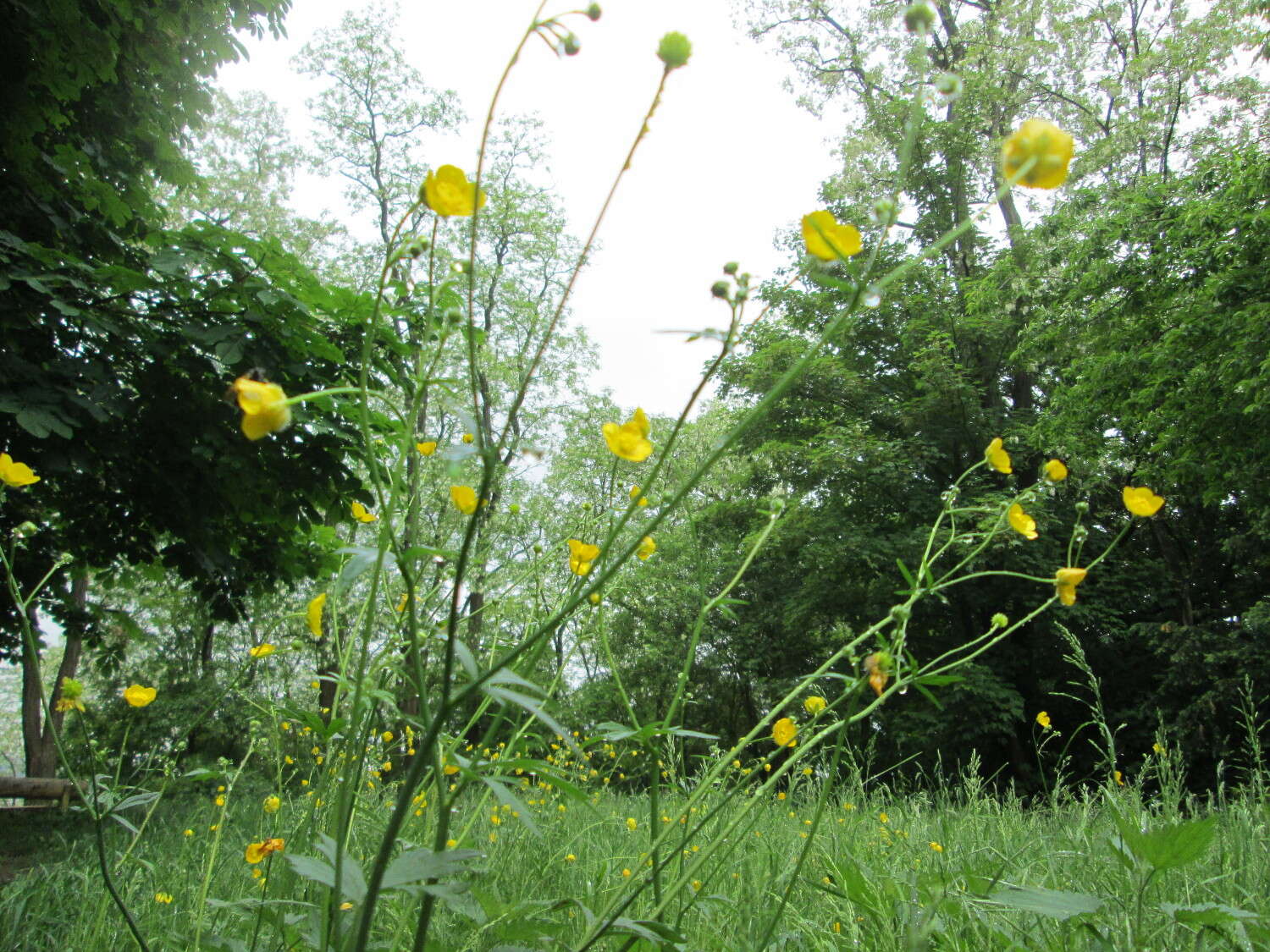 Image of common buttercup