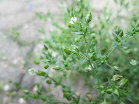 Image of Thyme-leaved Sandwort