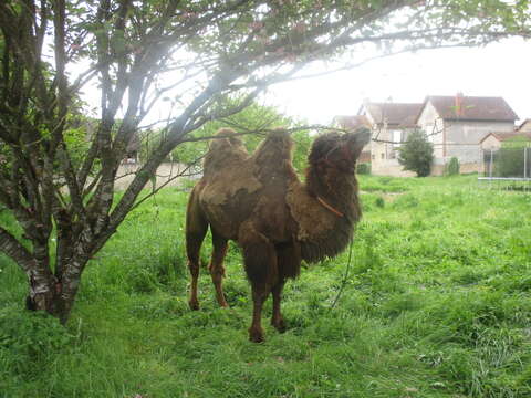 Image of Bactrian camel