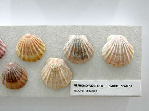 Image of smooth scallop