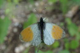 Image of orange tip