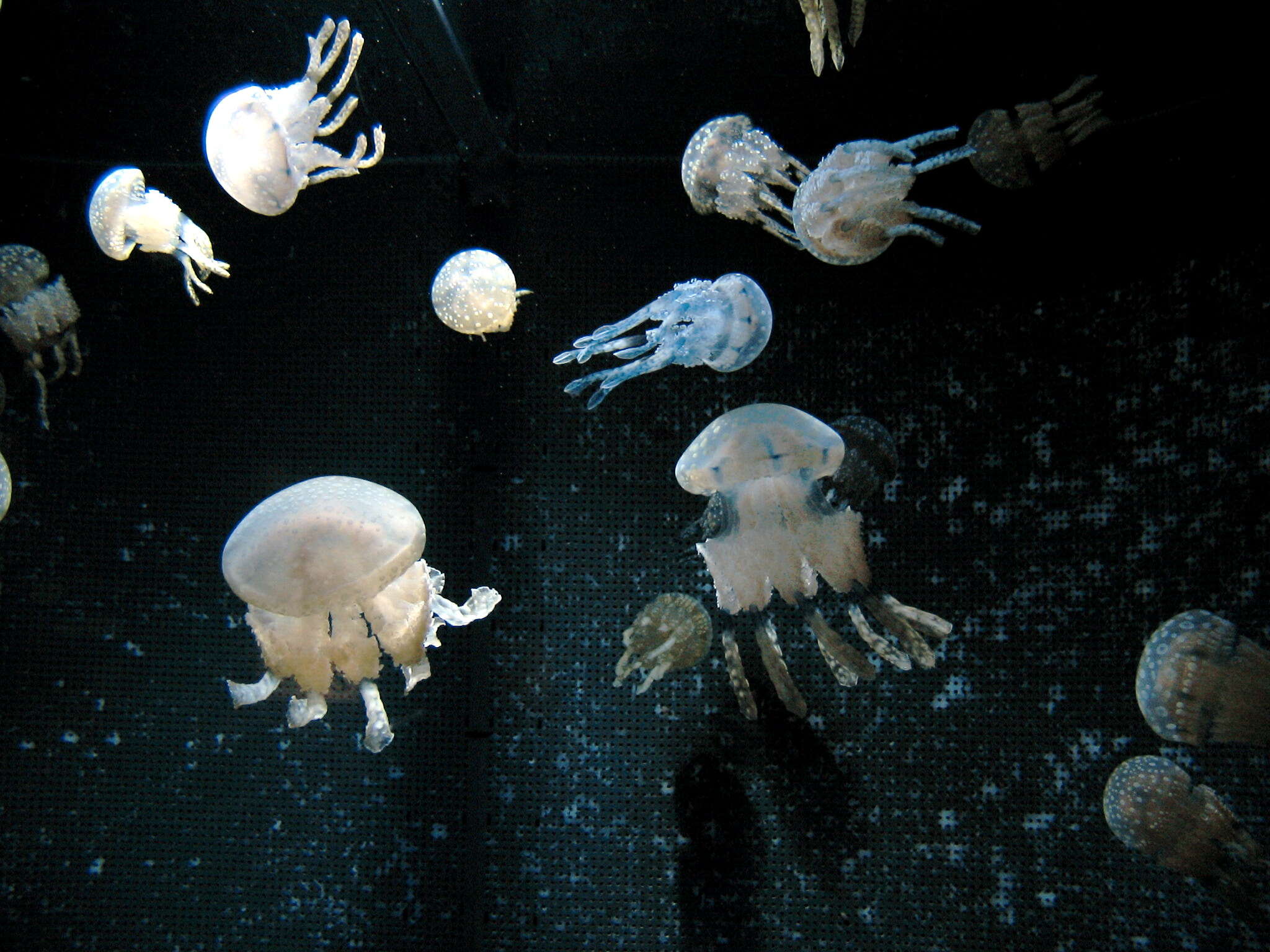 Image of Spotted jelly