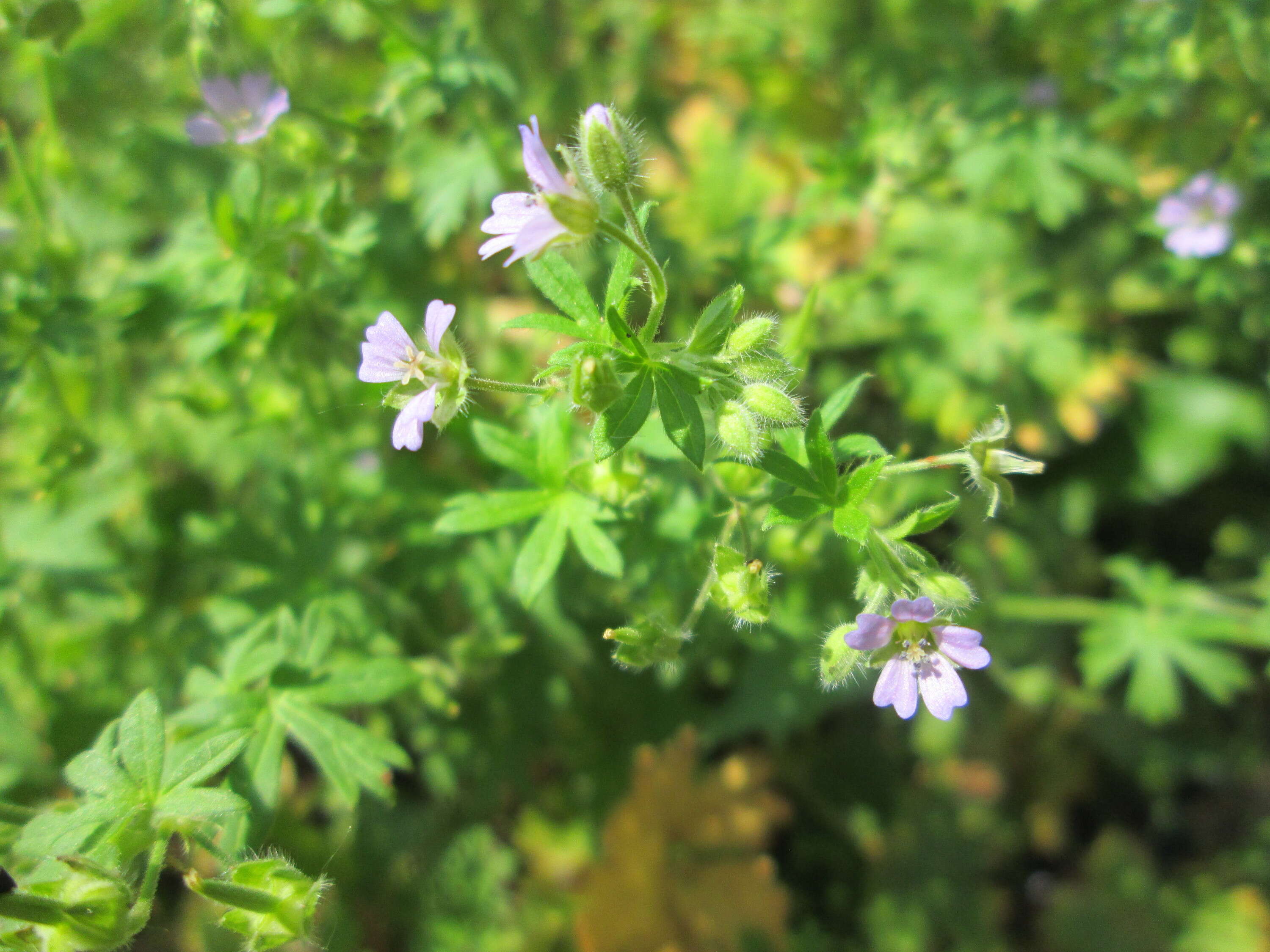 Image of Small-flowered Cranesbill