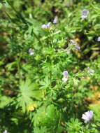 Imagem de Geranium pusillum L.