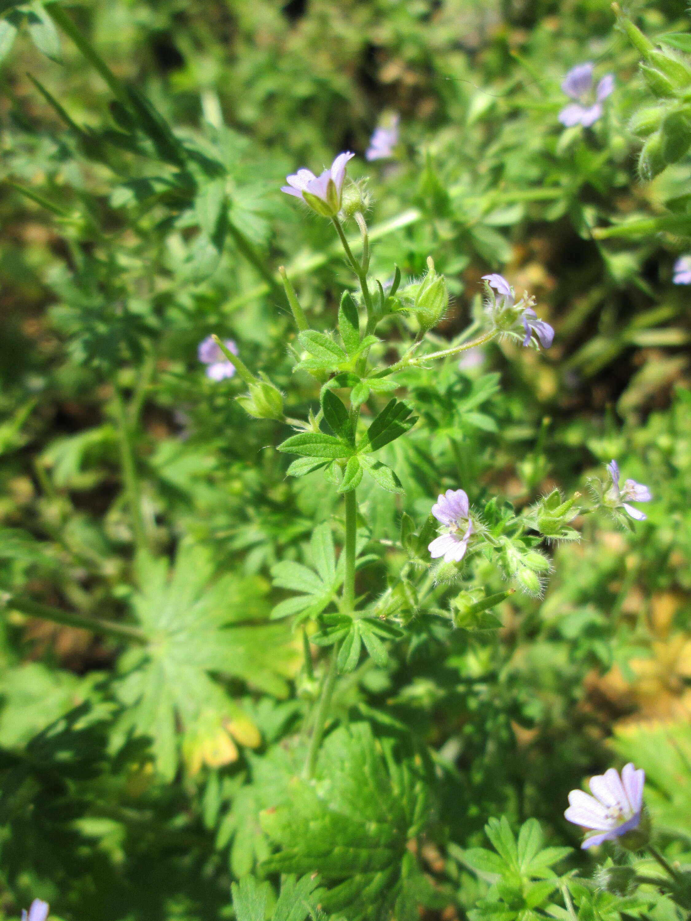 Imagem de Geranium pusillum L.