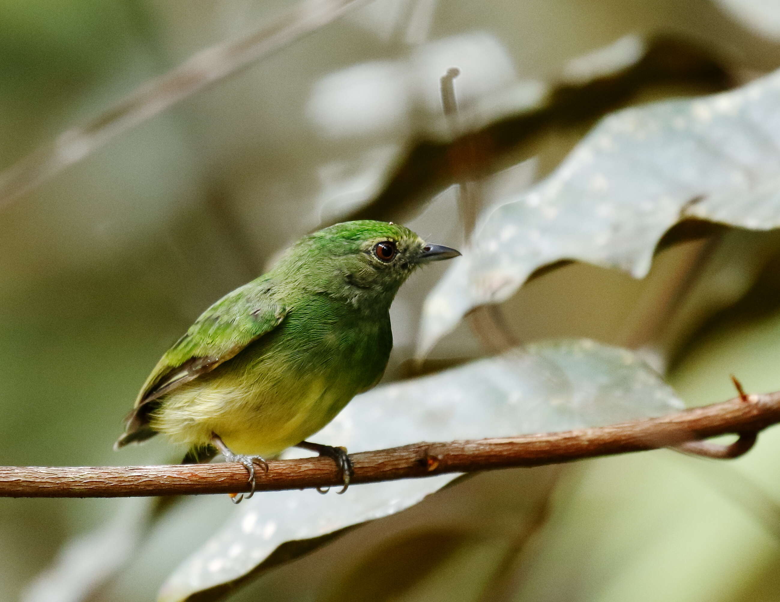 Image of Blue-crowned Manakin