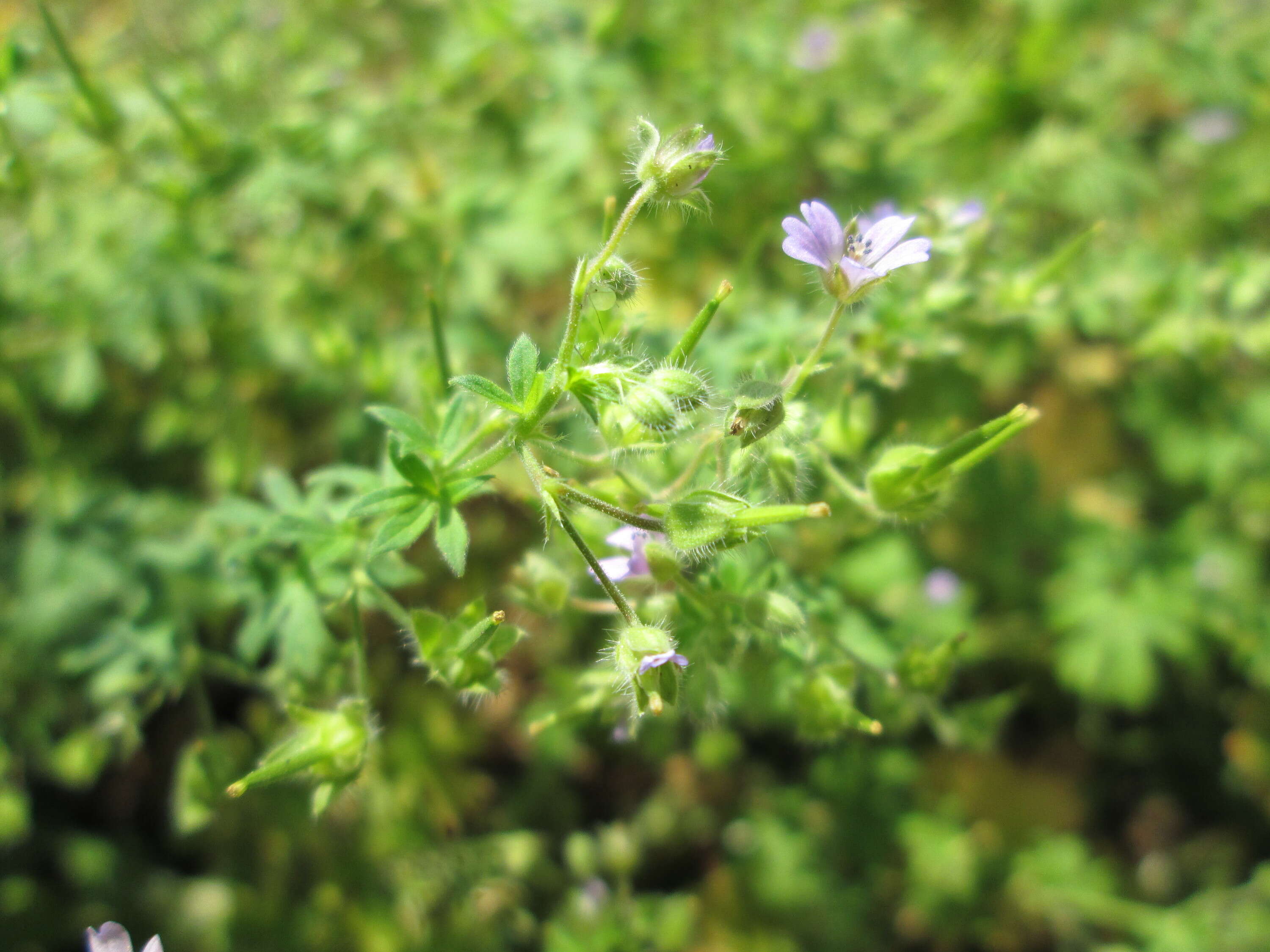 Image of Small-flowered Cranesbill