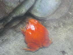 Image of Tomato Frogs