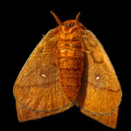 Image of Anisota consularis Dyar 1896