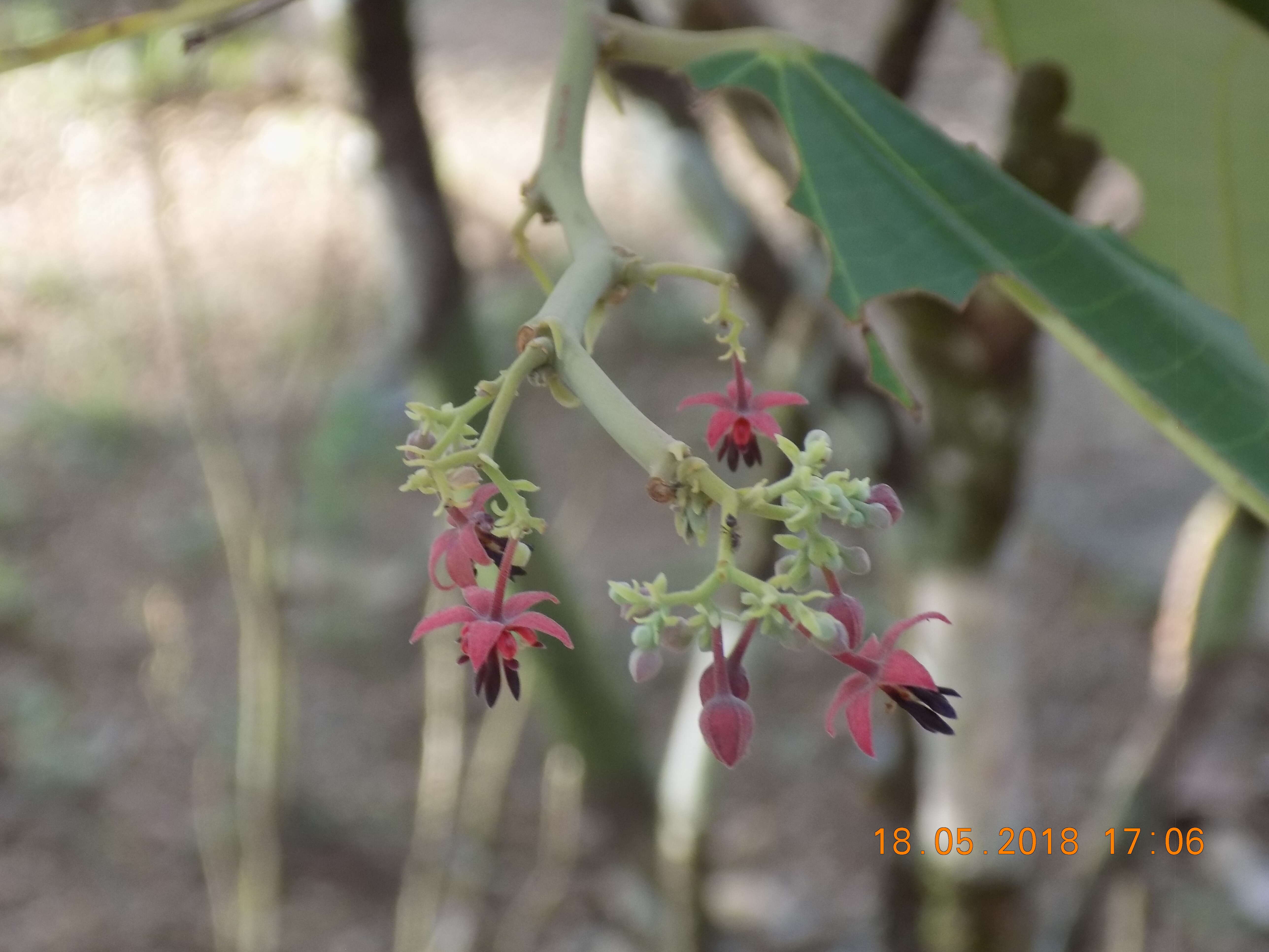 Слика од Theobroma bicolor Humb. & Bonpl.